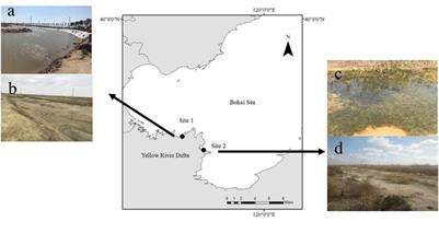 Relationships Between Annual and Perennial Seagrass (Ruppia sinensis) Populations and Their Sediment Geochemical Characteristics in the Yellow River Delta